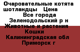Очаровательные котята шотландцы › Цена ­ 2 000 - Все города, Зеленодольский р-н Животные и растения » Кошки   . Калининградская обл.,Приморск г.